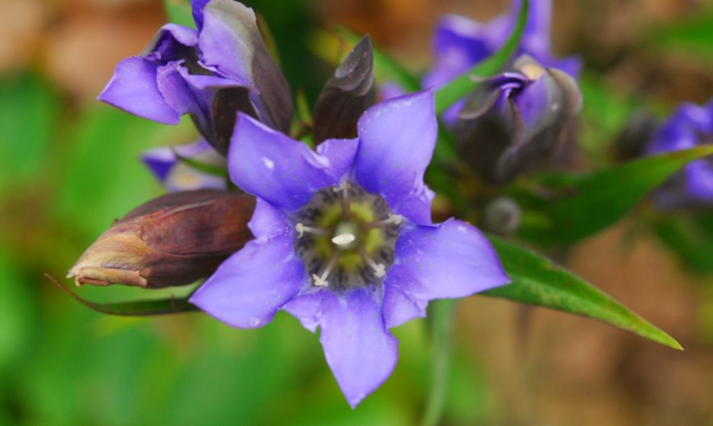 六甲山観光 秋の野山を彩る鮮やかな瑠璃色の花 リンドウ が見頃です ニュースリリース 阪神電気鉄道株式会社