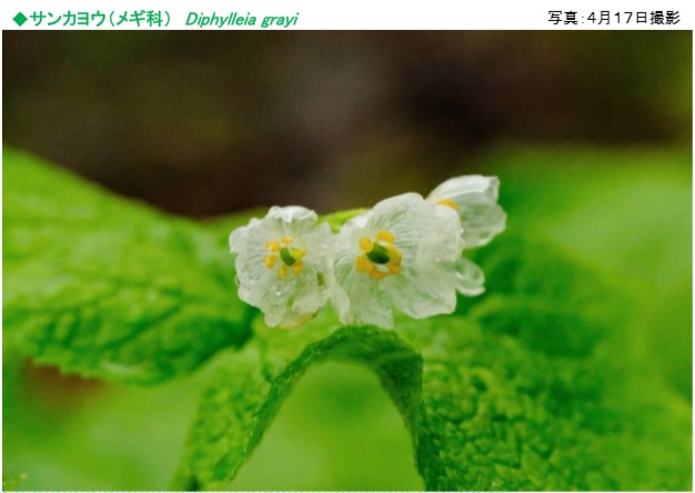 六甲山観光 六甲高山植物園 雨に濡れると透ける花 サンカヨウ が開花しました ニュースリリース 阪神電気鉄道株式会社