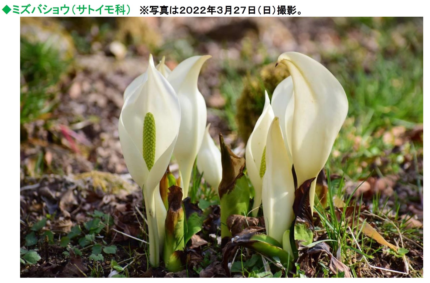 六甲山観光 六甲高山植物園 春を告げる純白の花 ミズバショウ の群落が見頃です ニュースリリース 阪神電気鉄道株式会社